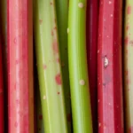 Rhubarb Color Variations