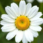 White and Yellow Daisy Close-Up