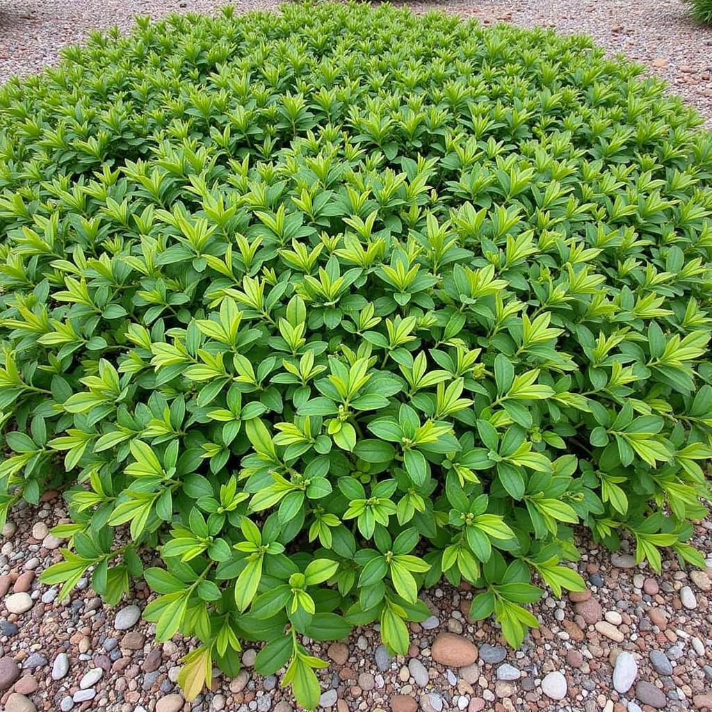 Asian star jasmine groundcover in a Colorado landscape