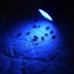 Bed Bugs Illuminated by UV Light