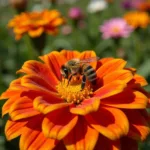 Bee attracted to bright colored flowers