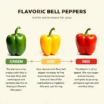 Bell Pepper Color Chart Showing Ripening Stages