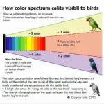 Bird Vision Color Spectrum