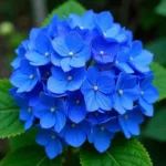 Blue Hydrangea in Acidic Soil