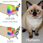 Cat Color Vision Spectrum Compared to Humans