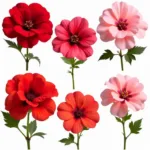 Red and Pink Geranium Varieties in Bloom