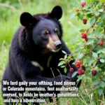 Colorado Black Bear Hibernation Timing Influenced by Food and Weather