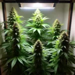 Colorado Home Grow Cannabis Plants