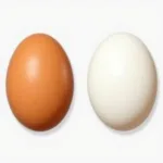 Comparing Light Brown and White Eggs