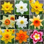 Daffodil Color Variations