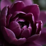 Deep Purple Magnolia Flower Close-Up