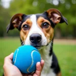 A dog looking intently at a blue ball.