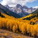 Golden Aspen Trees in the Colorado Mountains