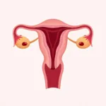 Fibroids and Menstrual Cycle