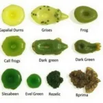 Frog Gallbladder Color Variations Across Different Species