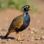 Gambel's Quail Male Displaying Plumage