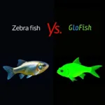 GloFish and Zebrafish Comparison