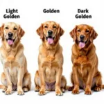 Golden Retriever Color Variations: Light, Golden, and Dark Golden