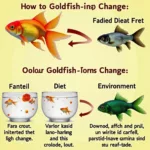 Goldfish Color Change