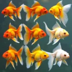 Goldfish Color Change Stages