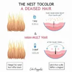 Hair growth stages and appropriate color application timeline