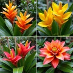 Heliconia Color in Landscapes and Floral Design