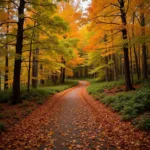 Hiking trail amidst fall foliage in Virginia