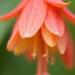 Close-up of a honeysuckle flower showcasing its vibrant coral color