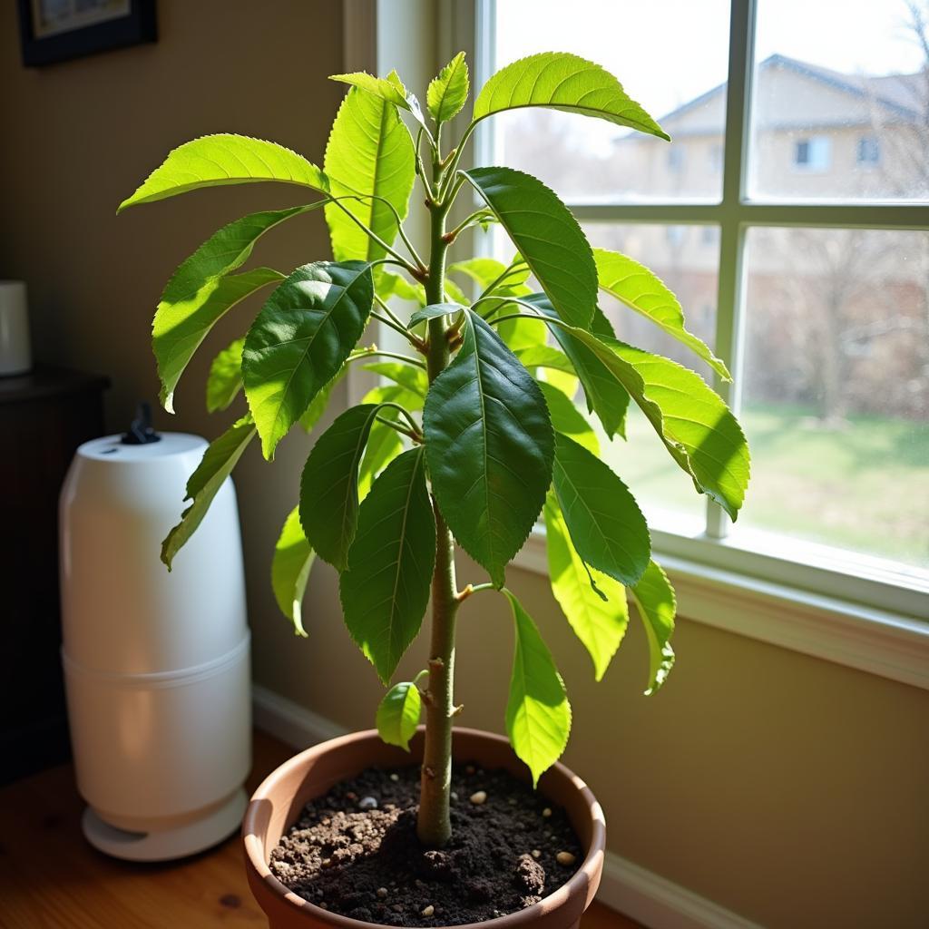 Growing an avocado tree indoors in Colorado