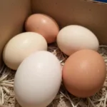 Variety of Lavender Orpington Eggs in Nesting Box