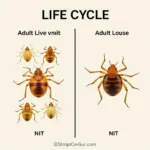 Lice Nit Life Cycle Comparison