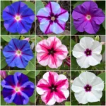 Morning Glory Color Variety