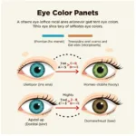 The Genetics of Eye Color