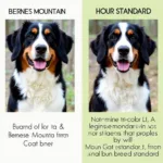 Non-Standard Bernese Mountain Dog Coat Colors