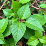 Poison ivy identification in Colorado