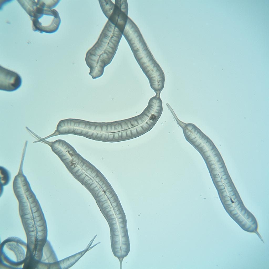 Microscopic View of Polar Bear Fur