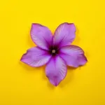 Purple and Yellow Complementary Colors