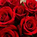 Red Roses: A Symbol of Love and Passion