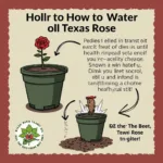 Watering a Texas Rose plant in a pot.