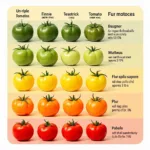 Tomato Color Spectrum: Ripe and Unripe Tomatoes