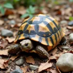 Tortoise Camouflage