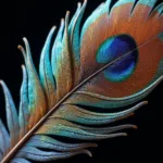 Turkey Feather Microscopic View