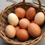 Different shades of brown Brahma chicken eggs collected in a basket.