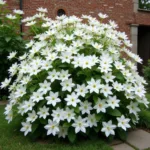 White Clematis Henryi Blooming Against a Brick Wall