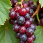 Close-up of Zinfandel grapes on the vine