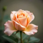 Peach roses symbolize modesty and sincerity