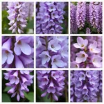 Wisteria Purple Variations